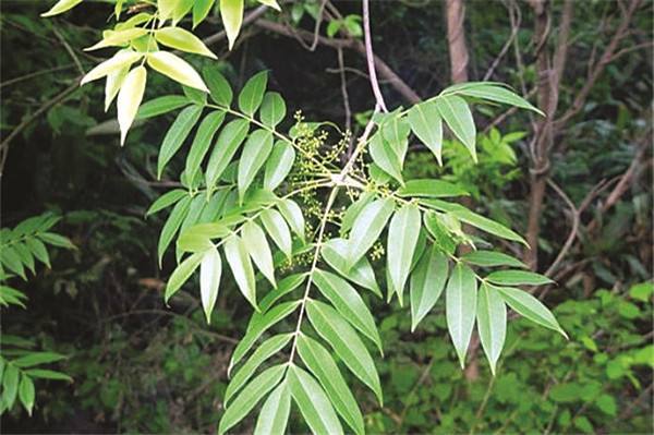 (湖北),山漆(福建,湖南),植苜(湖南),瞎妮子(山东),是漆树科落叶乔木