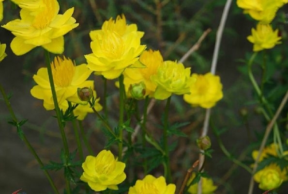矮金莲花 (植物)