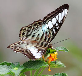 云南丽蛱蝶 (动物)