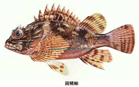 圆鳞鲉 (其他生物相关)