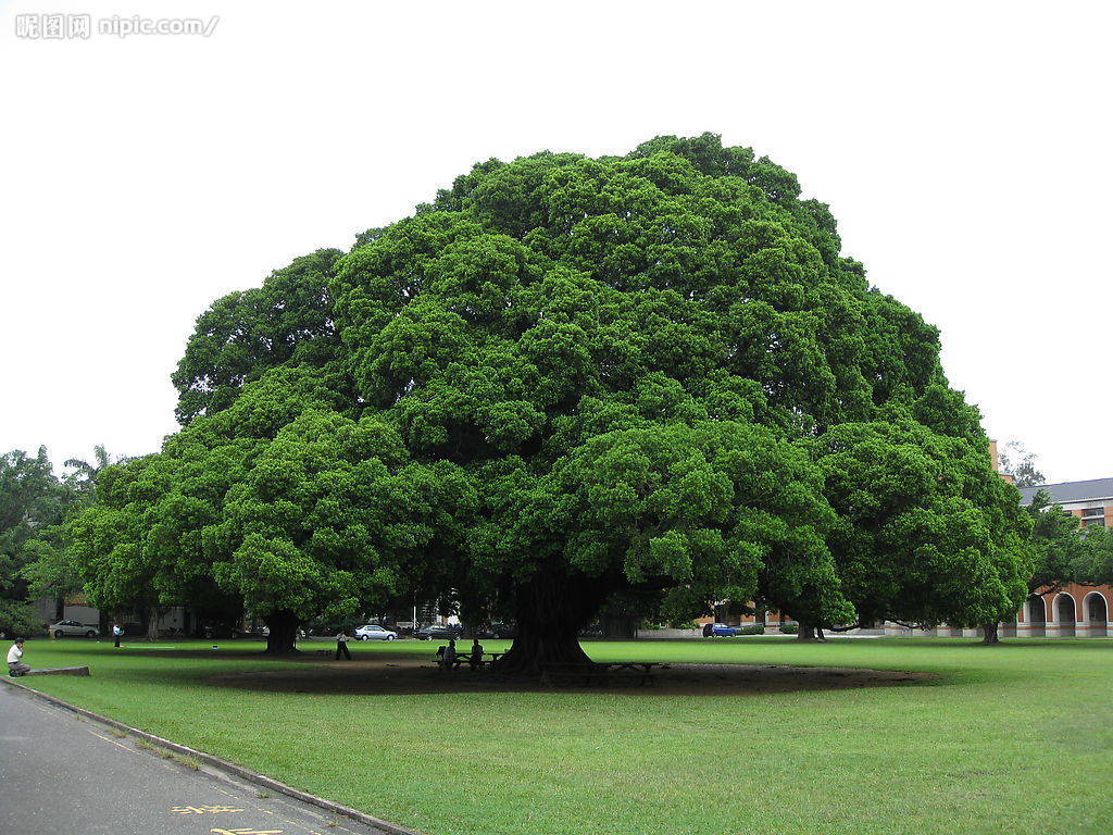 一棵大树 自然风景图片设计元素素材免费下载(图片编号:1070030)-六图网