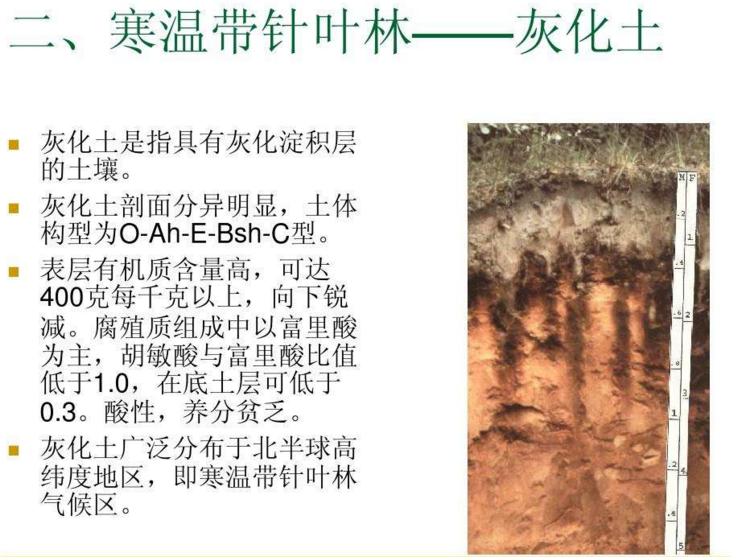 灰化淀积层 (非生物)