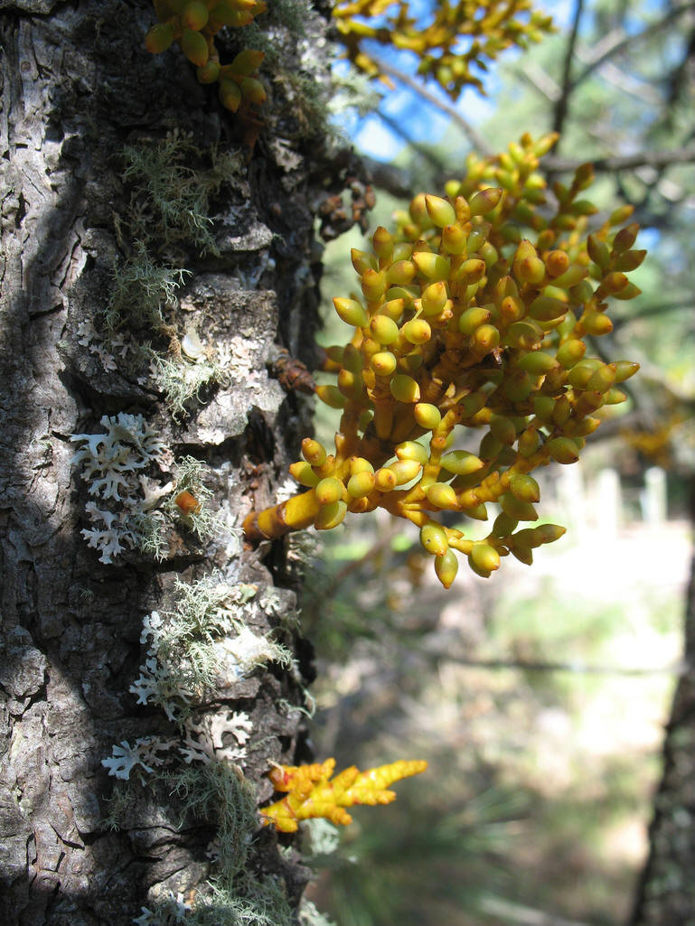 油杉寄生族(植物)