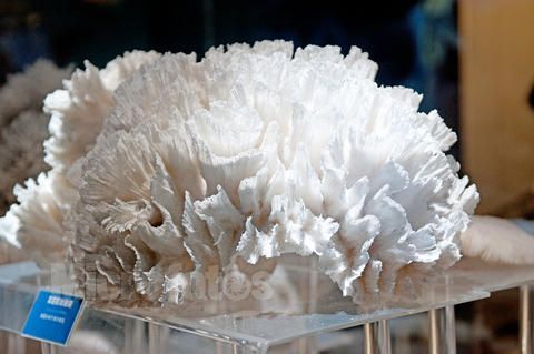 不规则陀螺珊瑚 (其他生物相关)