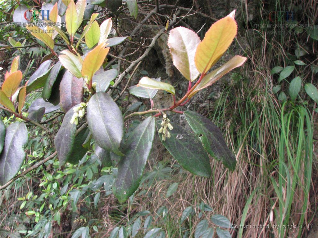 矩圆叶旌节花(植物)