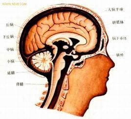 颅腔自然人类学