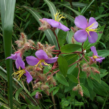 為野牡丹科植物朝天罐osbeckia opipara c. y. wu et c. chen的枝葉.