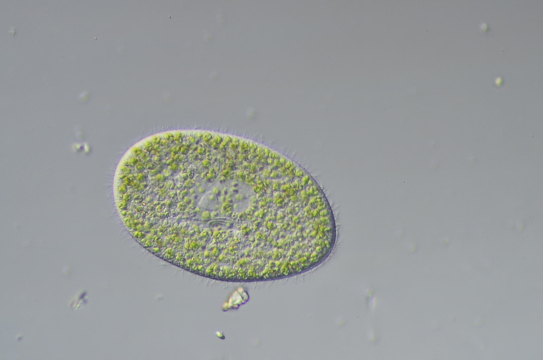 类植物原生生物 (植物)