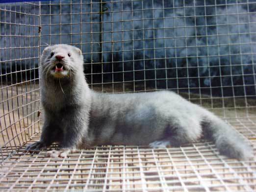 北美水貂(动物)