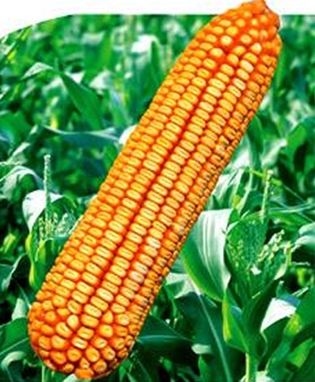 国丰688玉米种子图片