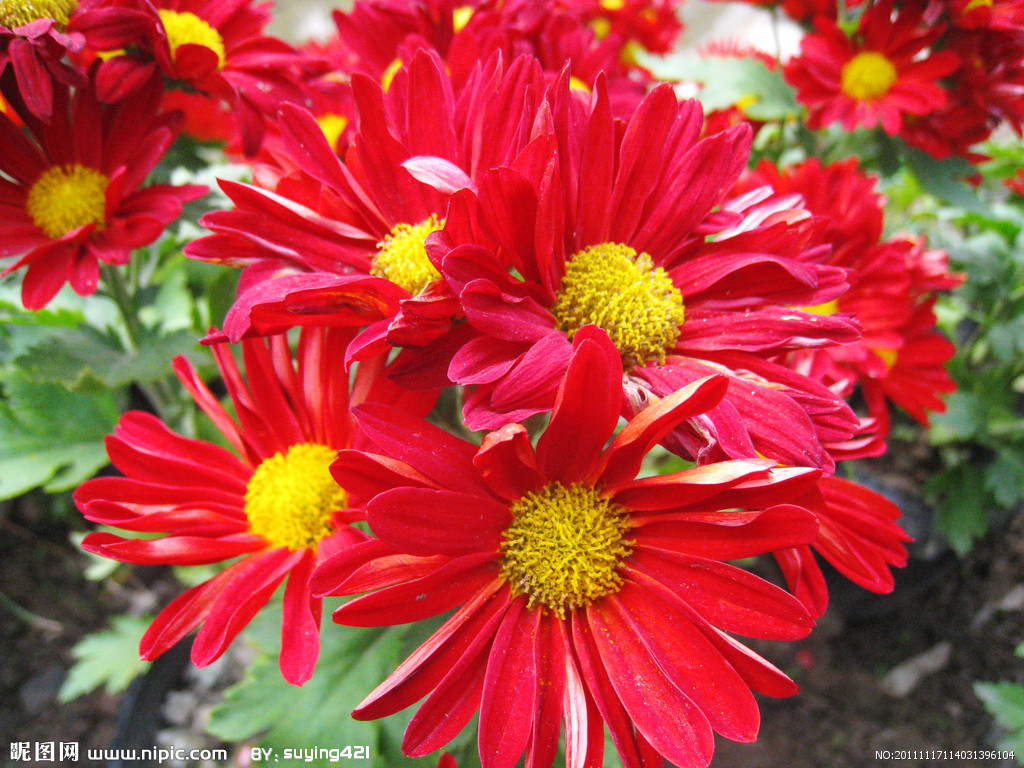 紅菊花植物