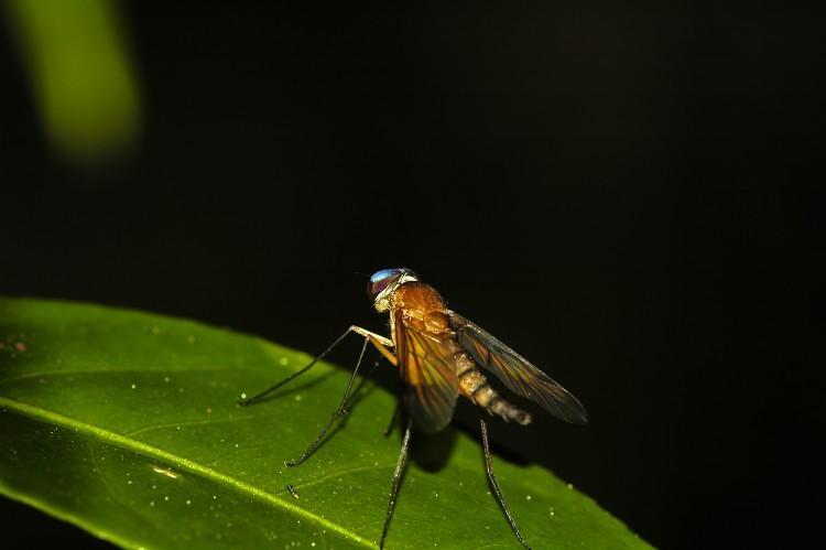 鹬虻(动物)_技点百科