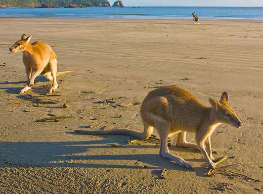 智利袋鼠 (动物)