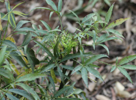 为五加科植物掌叶梁王茶nothopanax delavayi (franch.