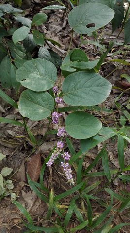 山蚂蝗 (中医学与中药学)