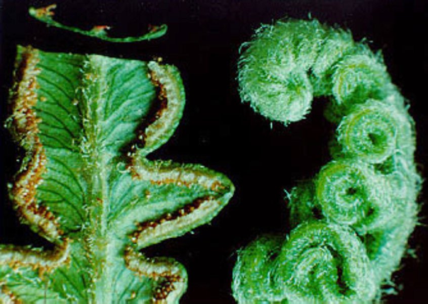 孢子植物(植物)