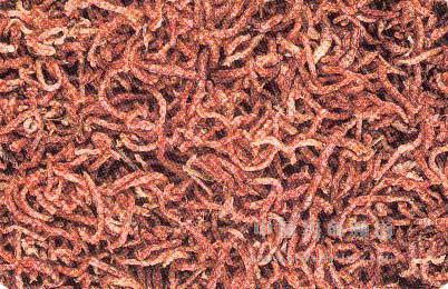 丝蚯蚓其他生物相关