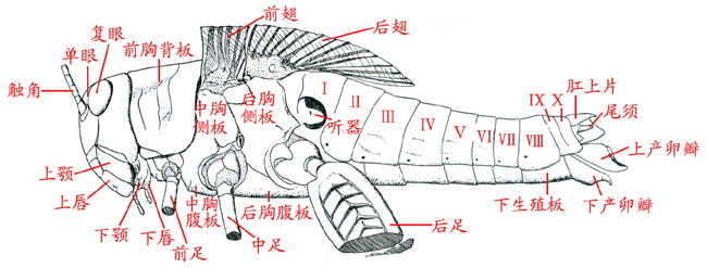盾片 (其他生物相关)