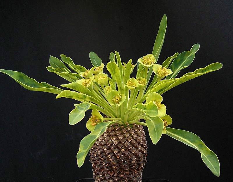 苏铁大戟(植物)_技点百科