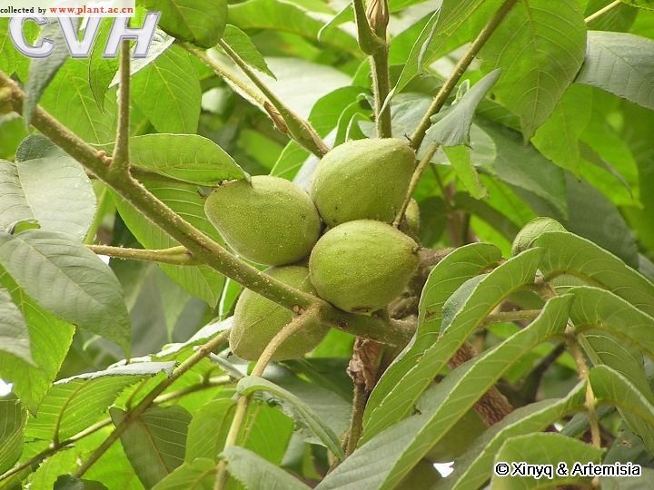 核桃楸(植物)_技点百科