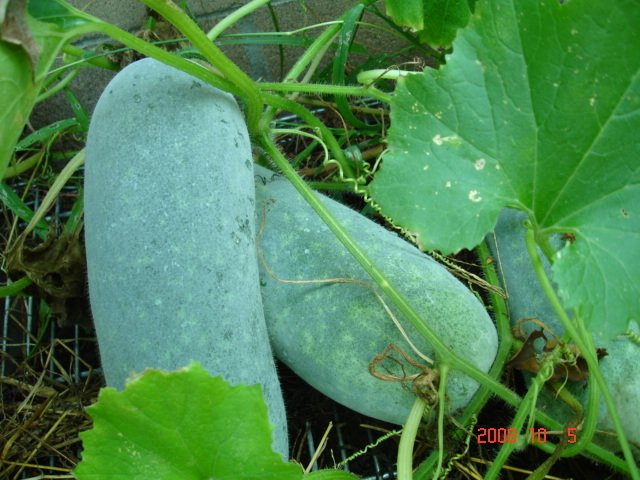 日本冬瓜(其他饮食相关|食材)