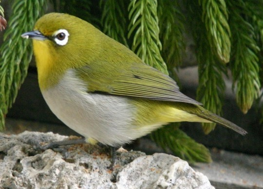 繡眼鳥(其他生物相關)