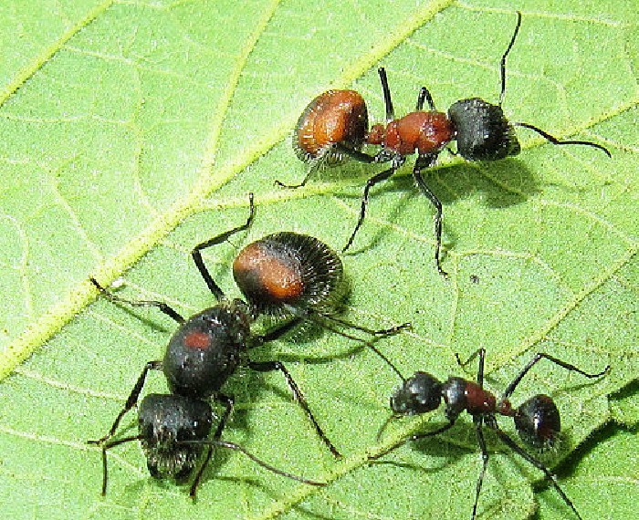香斑弓背蚁的香气图片