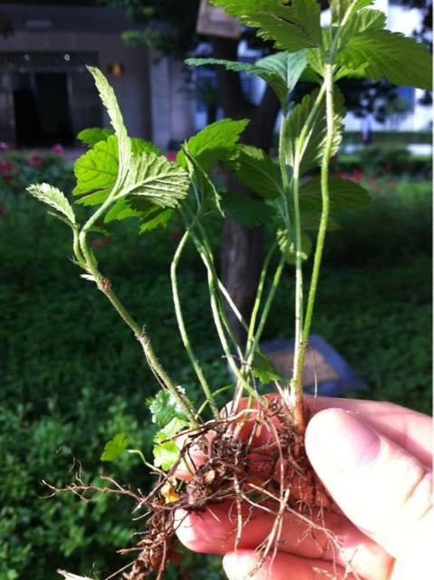 别名:蛇泡草,蛇盘草,蛇果草,龙吐珠,宝珠草,三匹风,三叶莓,地杨梅,三