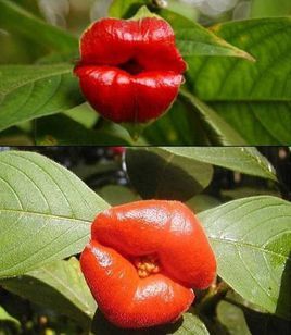 嘴唇花(植物)