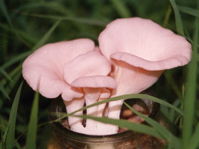 红平菇(其他生物相关)_技点百科_技点网(其他生物相关)