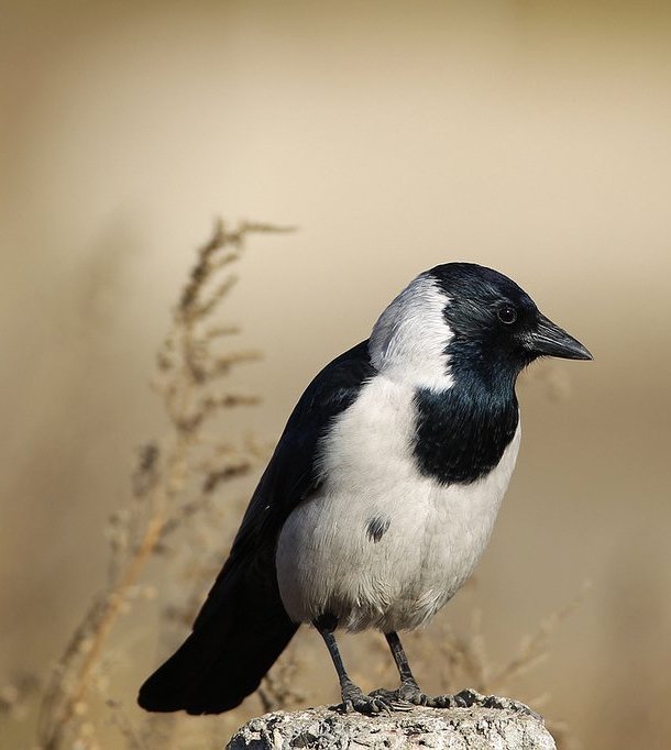达乌里寒鸦(动物)达乌里寒鸦(学名:corvusdauuricus),小型鸦类,体长30