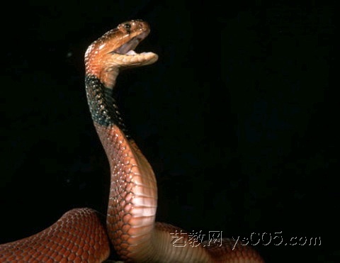 黑颈射毒眼镜蛇的脖子至头部的颜色是乌黑色的,脖子以下腹部呈灰色