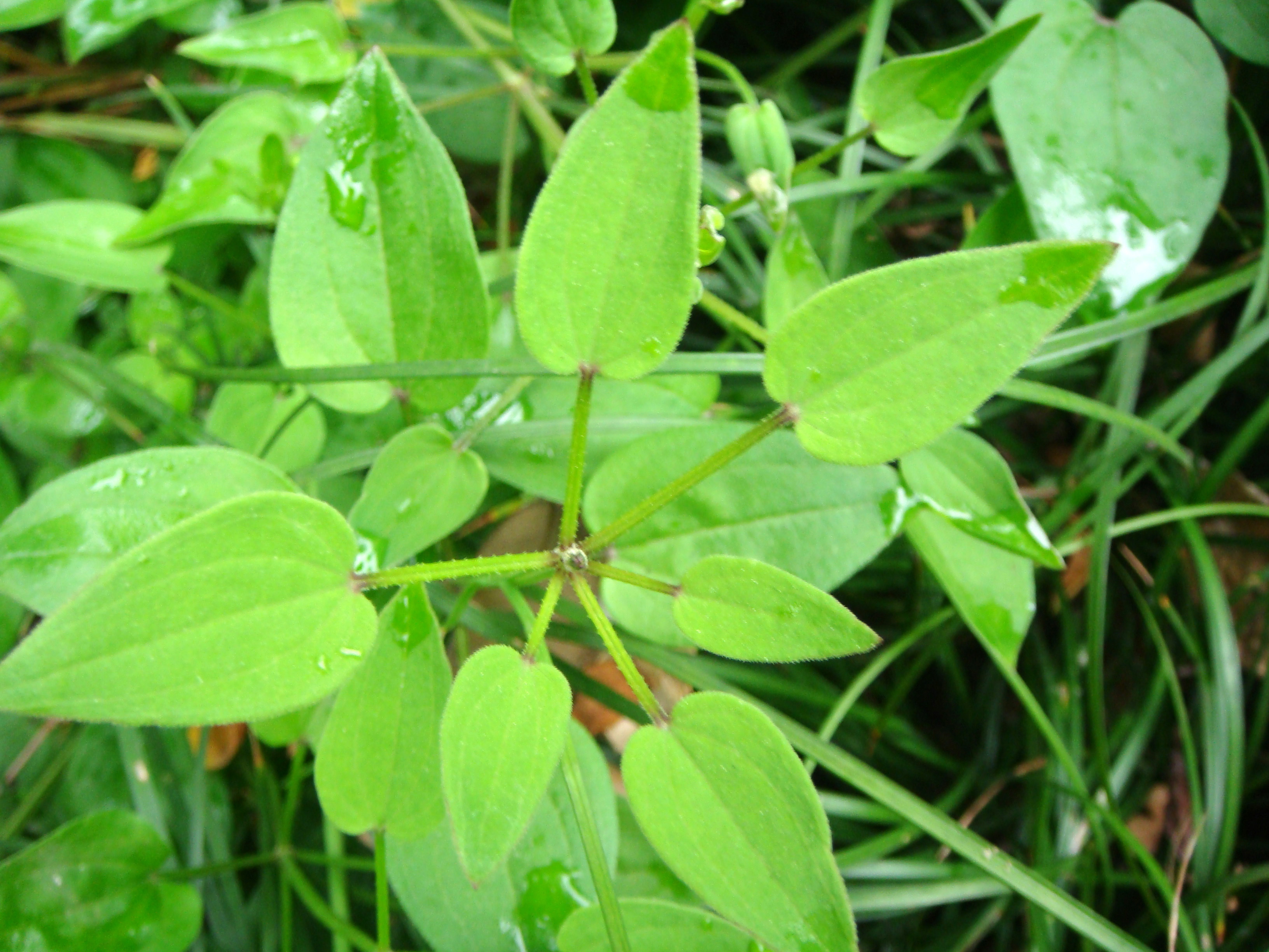 茜草 (植物)