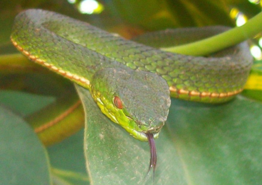 福建竹叶青蛇动物