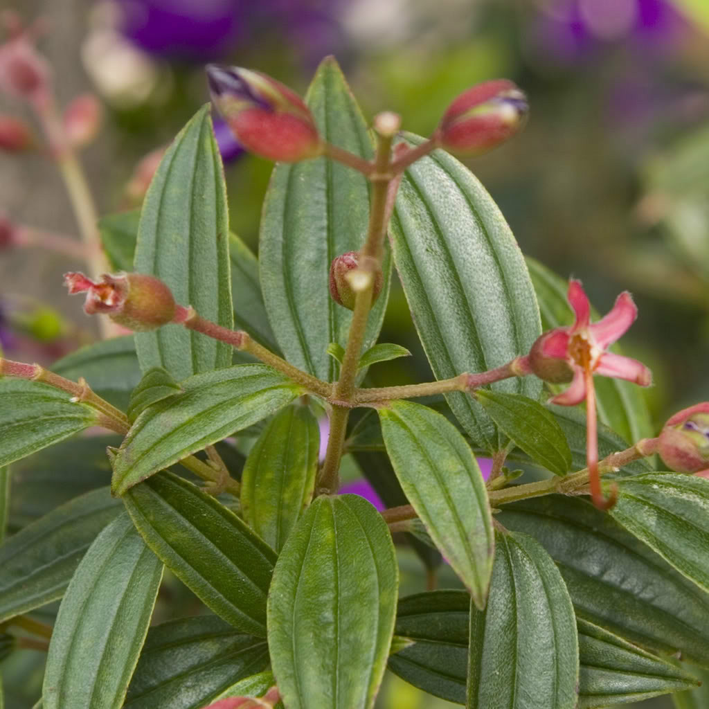 黃金梢(植物)黃金梢是為野牡丹科植物黃金梢的全株或根.