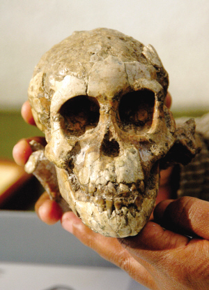 海德堡人(其他生物相关)