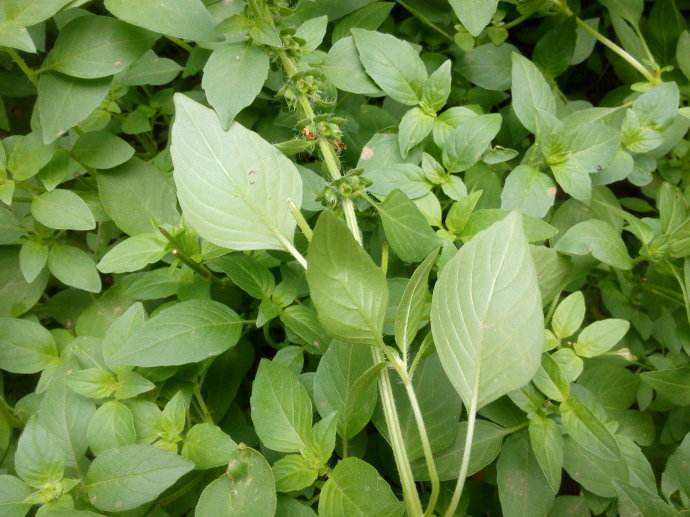 香荊芥 (植物)