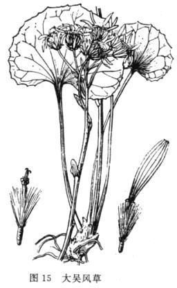 活血莲(中医学与中药学)八角乌,正名:大吴风草(学名:farfugium