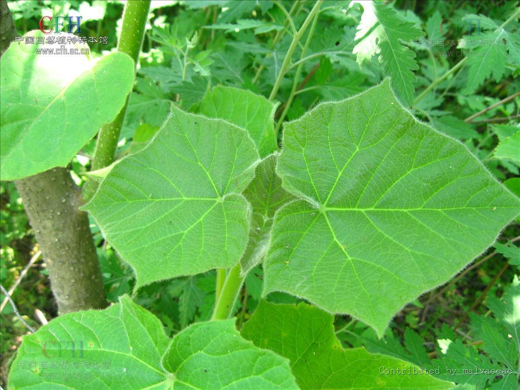 别名:白花泡桐,大果泡桐,空桐木等.