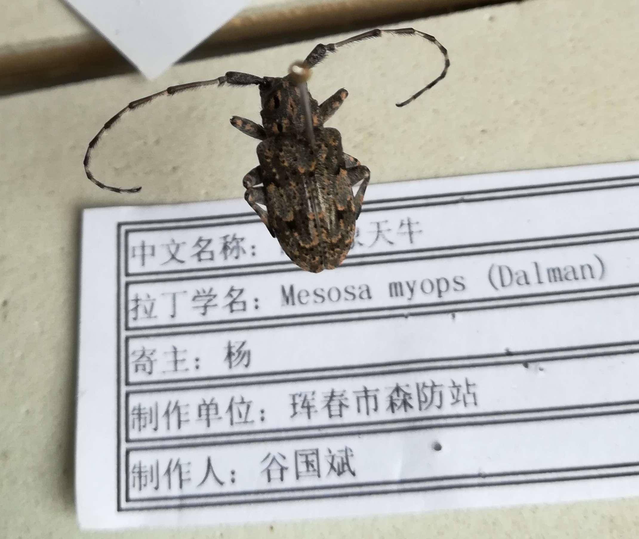 四点象天牛 (动物)