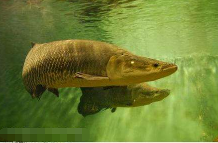 短鳍虫鳗(动物)