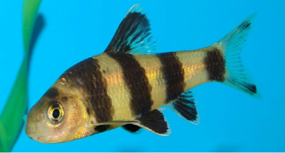 为鲤科动物华鳈sarcocheilichthyssinensisbleeker的肉.