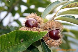 金栗 (其他人物相关)