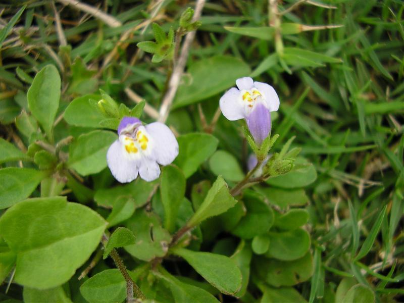 玄参科(植物)玄参科(scrophulariaceae)是被子植物门