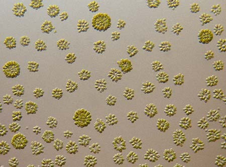 藻体为单细胞,群体或多细胞体,微小者须借显微镜才能看见,大者如