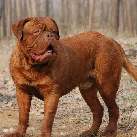 波尔多犬(动物)波尔多犬别名法国獒犬,波尔多牛头犬