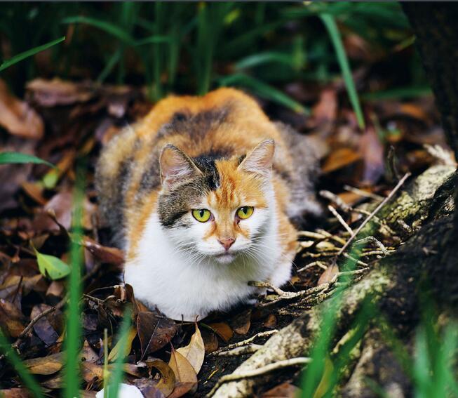 野猫动物