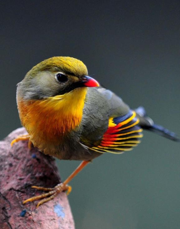 红嘴相思鸟(动物)