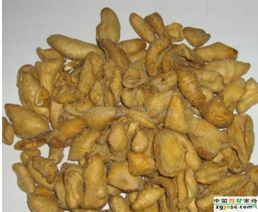 山甲珠(中医学与中药学)