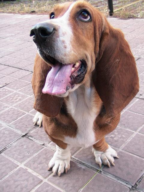 多见于法国和比利时,贵族饲为猎狗.